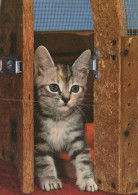 KATZE MIEZEKATZE Tier Vintage Ansichtskarte Postkarte CPSM #PAM126.DE - Chats