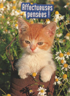 KATZE MIEZEKATZE Tier Vintage Ansichtskarte Postkarte CPSM #PAM628.DE - Chats