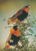 VOGEL Tier Vintage Ansichtskarte Postkarte CPSM #PAM692.DE - Vogels