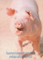 MAIALE Animale Vintage Cartolina CPSM #PBR758.IT - Schweine