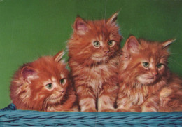 GATO GATITO Animales Vintage Tarjeta Postal CPSM #PAM437.ES - Cats