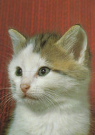 GATO GATITO Animales Vintage Tarjeta Postal CPSM #PAM124.ES - Cats