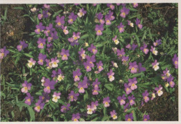 FLOWERS Vintage Ansichtskarte Postkarte CPSM #PBZ878.DE - Fleurs