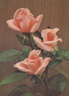 FLEURS Vintage Carte Postale CPSM #PAR985.FR - Flowers