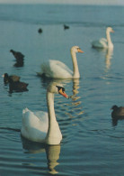 OISEAU Animaux Vintage Carte Postale CPSM #PAM754.FR - Oiseaux