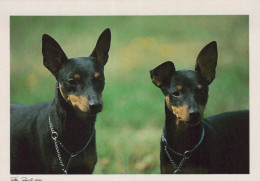 PERRO Animales Vintage Tarjeta Postal CPSM #PBQ387.ES - Hunde