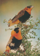 BIRD Animals Vintage Postcard CPSM #PAN246.GB - Birds