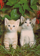 CAT KITTY Animals Vintage Postcard CPSM #PAM306.GB - Gatti