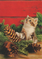 CHAT CHAT Animaux Vintage Carte Postale CPSM #PBQ911.FR - Cats