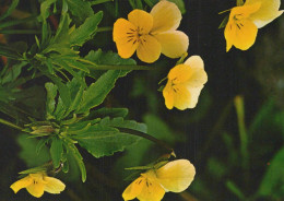 FLOWERS Vintage Postcard CPSM #PBZ211.GB - Fleurs