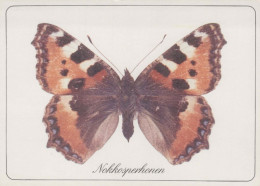 BUTTERFLIES Animals Vintage Postcard CPSM #PBS418.GB - Butterflies