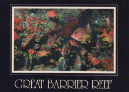 FISH Animals Vintage Postcard CPSM #PBS877.GB - Poissons Et Crustacés