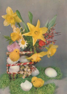 EASTER CHICKEN EGG Vintage Postcard CPSM #PBP057.GB - Easter