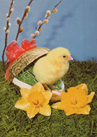 EASTER CHICKEN EGG Vintage Postcard CPSM #PBP118.GB - Easter