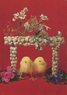 EASTER CHICKEN EGG Vintage Postcard CPSM #PBO678.GB - Pâques