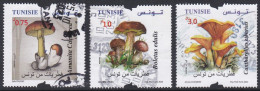 Mushrooms - 2023 - Tunisia