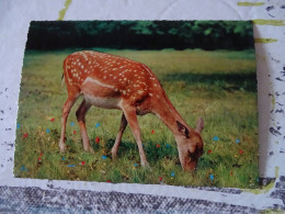 Cpm Animaux Biche Daim à L'orée Du Bois - Sonstige & Ohne Zuordnung