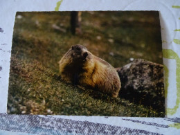 Cpm Marmotte  "animaux De Nos Montagnes " - Autres & Non Classés