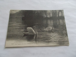 LES CYGNES DU LAC D ANNECY ( 74 Haute Savoie ) LES CYGNES EN GROS PLAN - Annecy