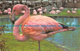 R153064 Rosy Flamingo. M. Lyster - Monde