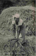 Inde - Ceylon - Singhalese Girl Gleaning - Animée - CPA - Voir Scans Recto-Verso - Inde