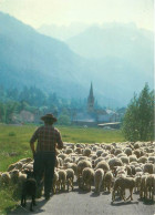 Animaux - Moutons - Hautes Alpes - Nevache - Retour Du Troupeau à La Bergerie Dans La Vallée De La Clarée - CPM - Voir S - Sonstige & Ohne Zuordnung