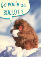 Animaux - Singes - Macaque - Carte à Message - Hiver - Neige - CPM - Voir Scans Recto-Verso - Monkeys