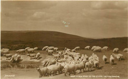 Animaux - Moutons - Royaume-Uni - A Dew Pond On The Downs - NR. Eastbourne - CPA- UK - Voir Scans Recto-Verso - Autres & Non Classés