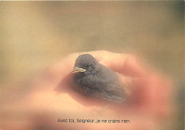 Animaux - Oiseaux - Jeune Moineau - CPM - Voir Scans Recto-Verso - Birds