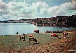 Animaux - Vaches - Franche Comté - Lac De Saint-Point à Chaon - CPM - Voir Scans Recto-Verso - Kühe