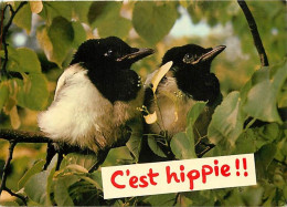 Animaux - Oiseaux - Jeunes Pies - Junge Elstern - Giovani Gazze - Young Magpies - CPM - Voir Scans Recto-Verso - Oiseaux