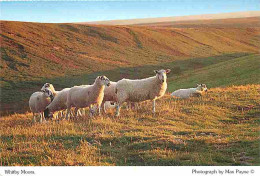 Animaux - Moutons - Whitby Moors - Sold In Aid Of St Catherine's Hospice - CPM - Voir Scans Recto-Verso - Autres & Non Classés