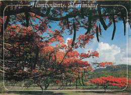 Martinique - Flamboyants Sur La Route Du Vauclin - CPM - Voir Scans Recto-Verso - Andere & Zonder Classificatie