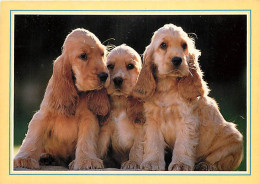 Chiens - CPM - Voir Scans Recto-Verso - Cani
