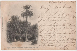 Alger - Allée Du Palmiers Au Jardin D'Essai - Other & Unclassified