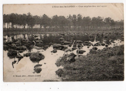 LES LANDES * GRUES SURPRISES DANS LA LAGUNE * Phot. Bernede, Arjuzanx - Autres & Non Classés