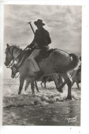 Saintes-Marie-de-la-Mer (13) : GP D'un Gardians Entrant Dans La Mer Avec Son Cheval Env 1950 ( Animé) PF. - Saintes Maries De La Mer