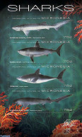 Micronesia 2011 Sharks 4v M/s, Mint NH, Nature - Fish - Sharks - Vissen