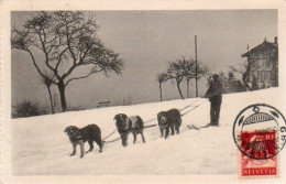 4V5Hy   Carte Photo Suisse Grindelwald Attelage De Chiens Tirant Un Skieur En 1916 - Dogs
