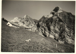 INNERTHAL Wägital Alp Mit Brünnelistock Rossälplispitz U. Zindlenspitz - Kühe - Innerthal