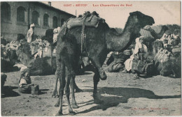 Setif - Les Chameliers Du Sud - & Camel - Autres & Non Classés