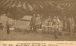 Orchard Scene, Martinsburg, W. Va. - The Evening World Pub's - Other & Unclassified