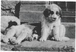 Petits Chiens Des Pyrénées - Chiens