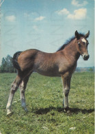 CARTOLINA  C20 ANIMALI-CAVALLI,CANI,ASINO,DELFINI,GATTI,FARFALLE,ORSI,MUCCHE,LEONI,MAIALI,VIAGGIATA 1974 - Paarden