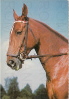 CARTOLINA  C20 ANIMALI-CAVALLI,CANI,ASINO,DELFINI,GATTI,FARFALLE,ORSI,MUCCHE,LEONI,MAIALI,NON VIAGGIATA - Paarden