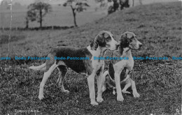 R160273 Foxhounds. Dogs. Tuck. 1908 - Monde
