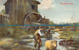 R160274 Washing Sheep. B. B. London. 1908 - Sonstige & Ohne Zuordnung