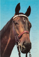 CARTOLINA  C20 ANIMALI-CAVALLI,CANI,ASINO,DELFINI,GATTI,FARFALLE,ORSI,MUCCHE,LEONI,MAIALI,NON VIAGGIATA - Paarden