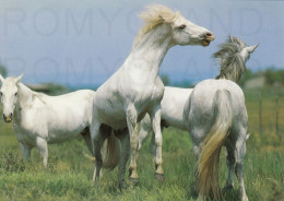 CARTOLINA  C20 ANIMALI-CAVALLI,CANI,ASINO,DELFINI,GATTI,FARFALLE,ORSI,MUCCHE,LEONI,MAIALI,NON VIAGGIATA - Horses