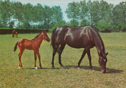 CARTOLINA  C20 ANIMALI-CAVALLI,CANI,ASINO,DELFINI,GATTI,FARFALLE,ORSI,MUCCHE,LEONI,MAIALI,NON VIAGGIATA - Paarden